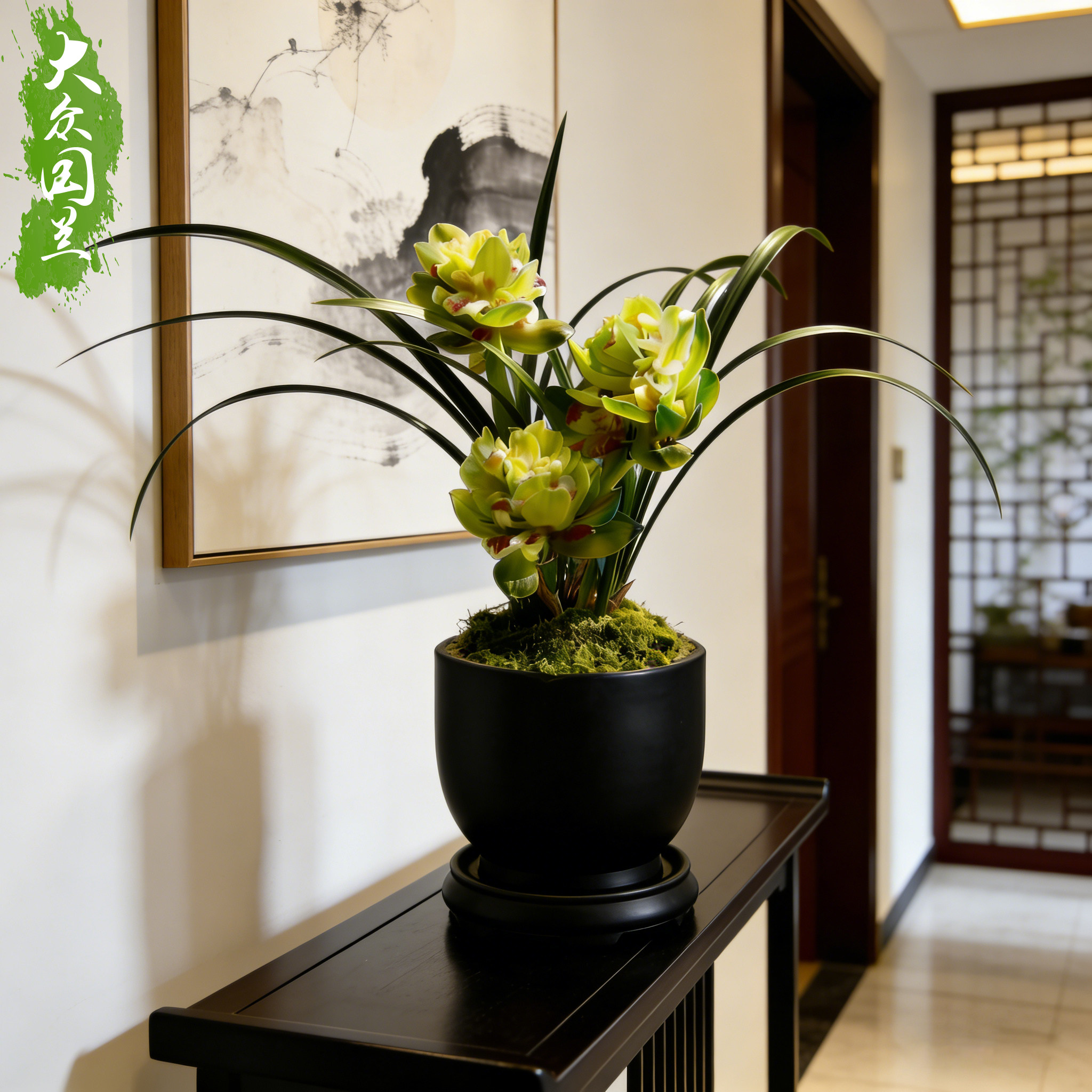 九仙牡丹兰花盆栽奇花兰草植物名贵浓香型带花苞发货春兰大众国兰