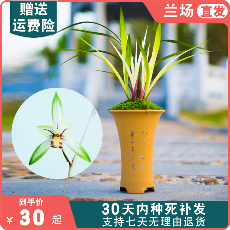 高山春色建兰中透艺兰草