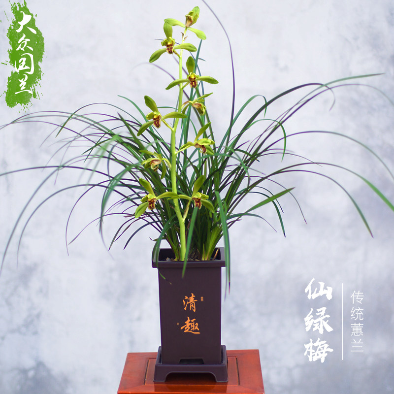 【蕙兰仙绿梅】兰花苗名贵兰草盆栽国兰花卉植物浓香室内阳台好养