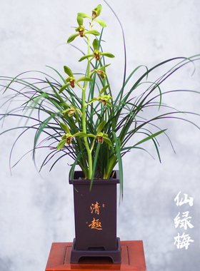 【蕙兰仙绿梅】兰花苗名贵兰草盆栽国兰花卉植物浓香室内阳台好养