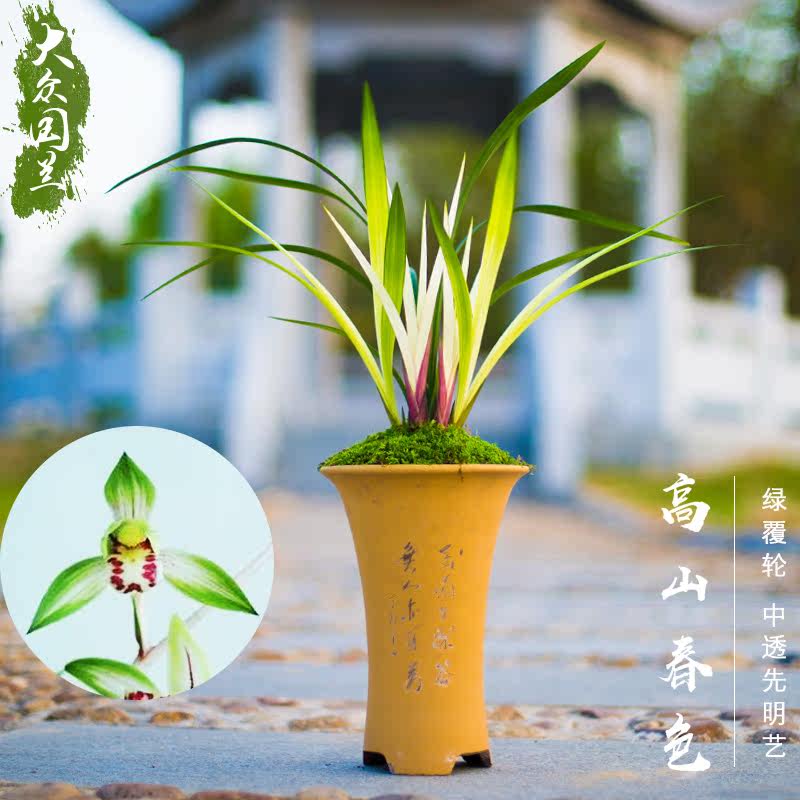 高山春色建兰中透艺兰草兰花盆栽浓香带花苞植物苗市长红大众国兰