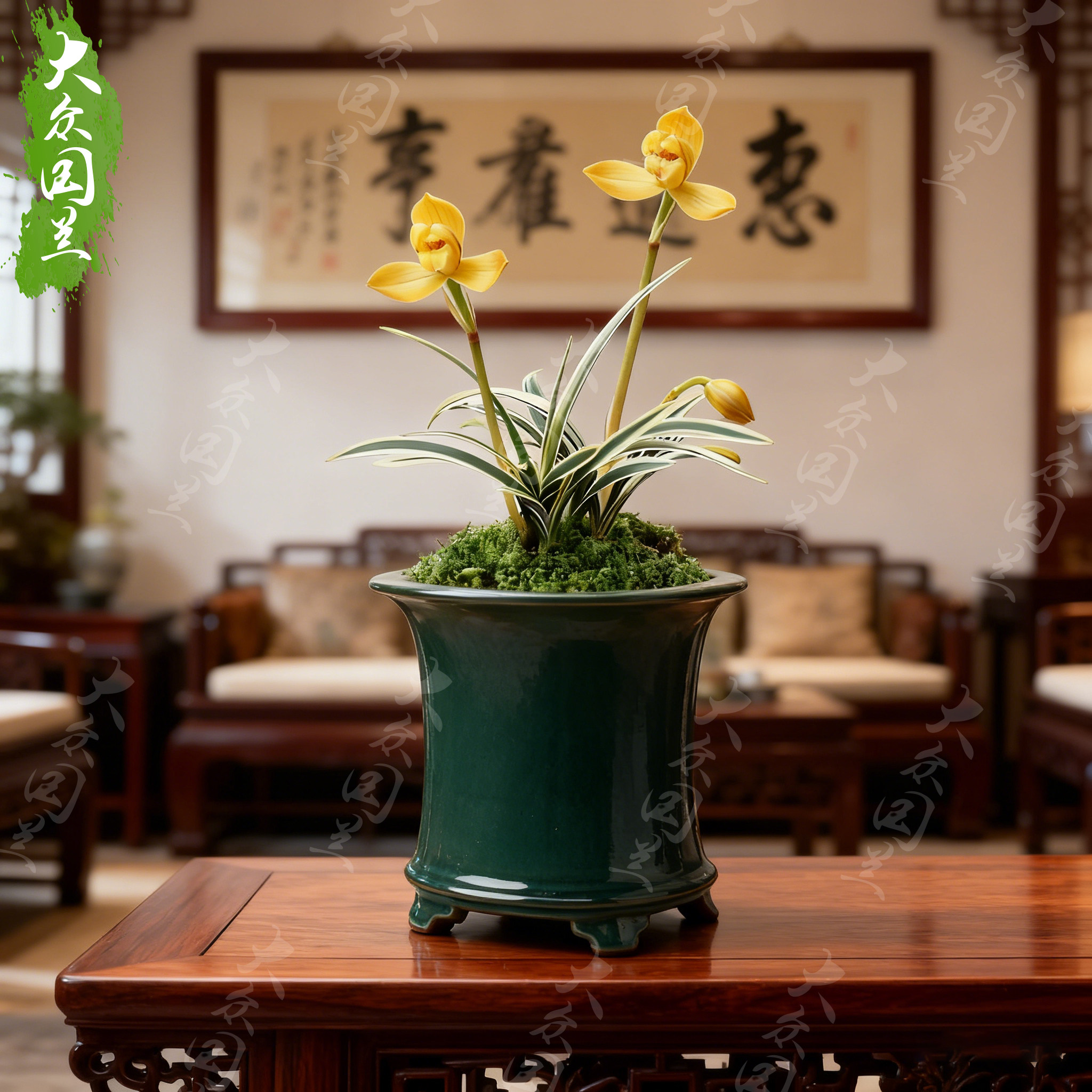 【金凤凰】兰花苗金边四季兰名贵盆栽花卉植物室内兰草国兰浓香,鲜花速递/花卉仿真/绿植园艺,国兰/杂交兰/洋兰类,淘宝优惠券,粉丝福利购,淘宝优惠卷