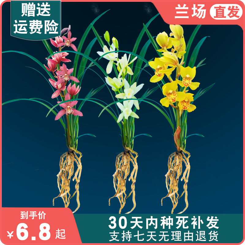 【裸根苗新手套餐】兰花苗红花盆栽花卉绿植室内阳台植物兰草名贵