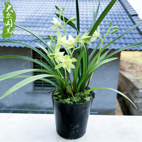 【七仙女】兰花盆栽建兰名贵