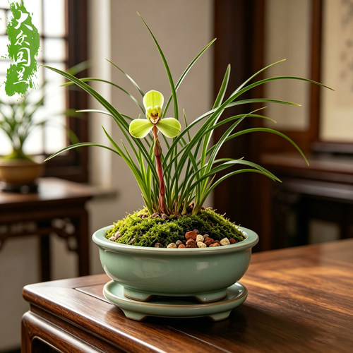 【瑞梅】细叶春兰浓香型