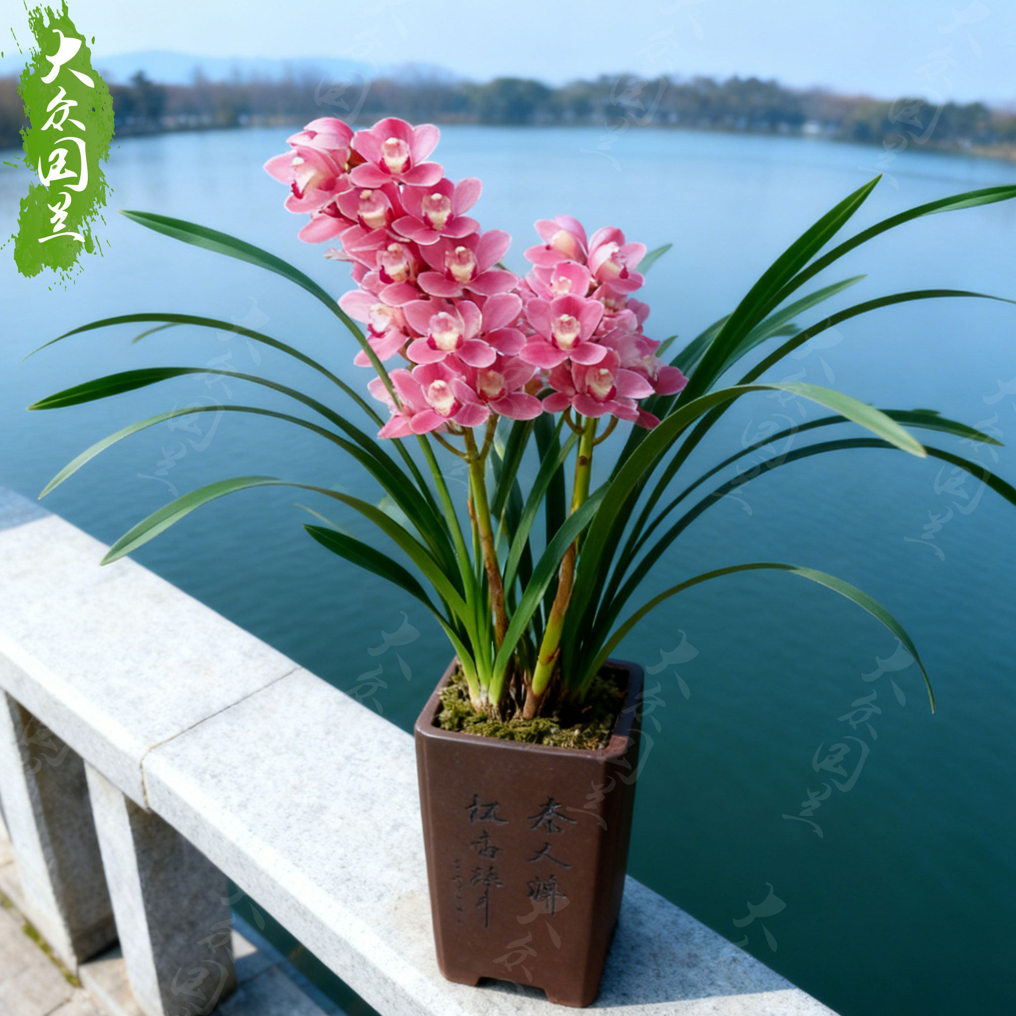 兰花盆栽植物名贵浓香兰花苗带花苞樱花花卉大众国兰场兰草建兰草