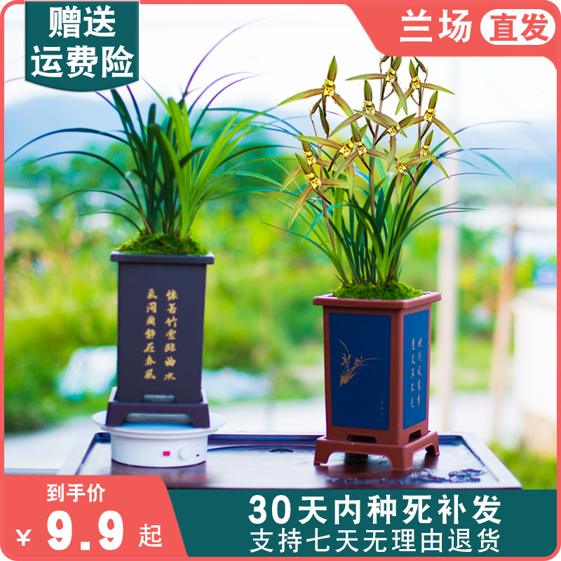 【春晖】兰花名贵盆栽春兰