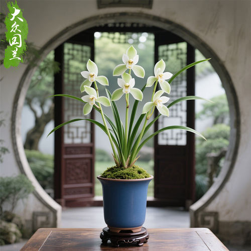 【玉盏素】兰花苗四季兰名贵