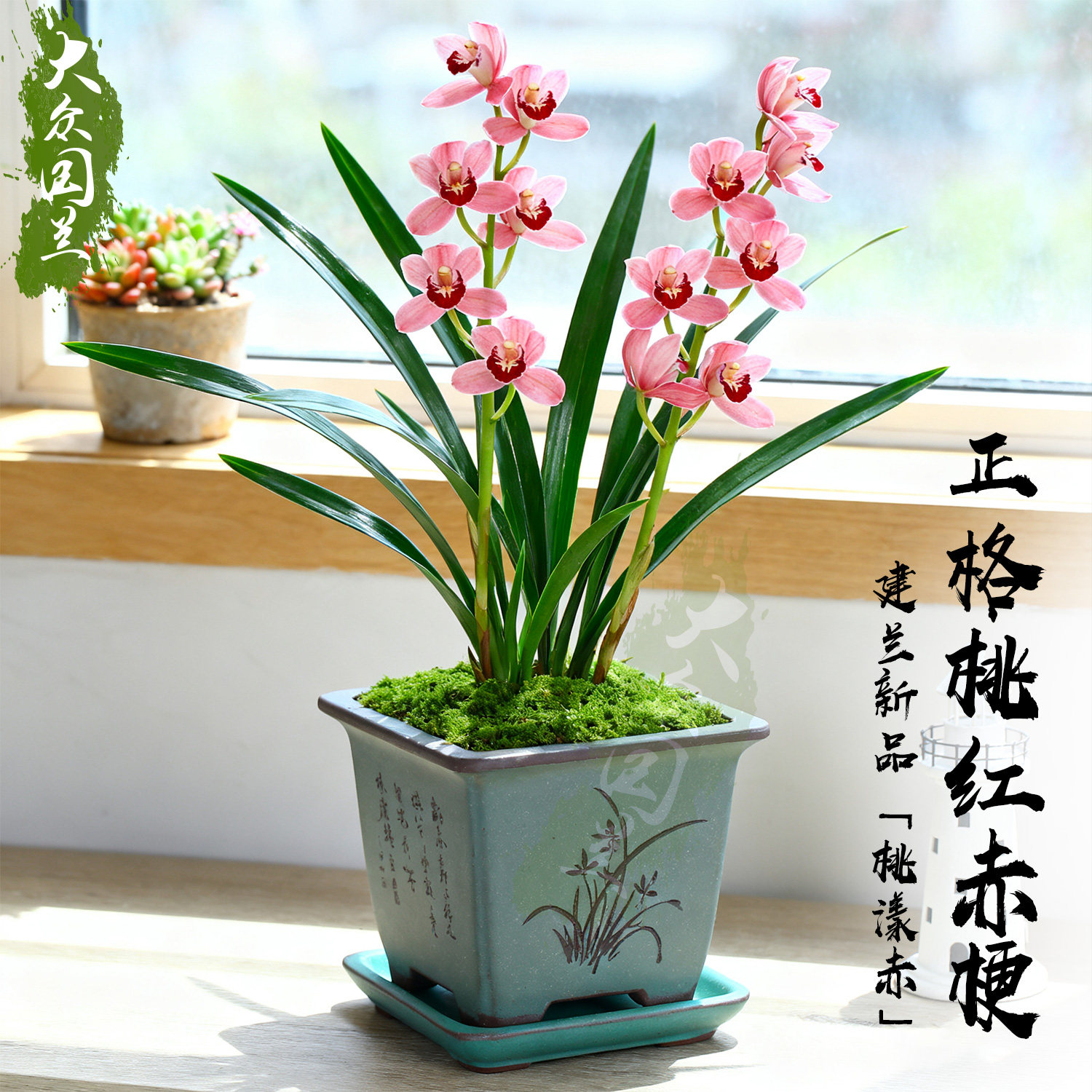 【桃漾赤】兰花苗窗台建兰四季兰名贵盆栽植物室内兰草国兰浓香,鲜花速递/花卉仿真/绿植园艺,国兰/杂交兰/洋兰类,淘宝优惠券,粉丝福利购,淘宝优惠卷