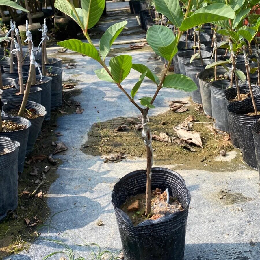 台湾新品种帝王芭乐苗 白心番石榴苗嫁接果树苗盆栽地栽当年结果