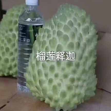 新品释迦苗榴莲释迦番荔枝佛陀佛头果嫁接苗阳台庭院盆栽地栽树苗