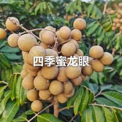 石硤龙眼苗 四季龙眼苗 古山二号龙眼苗桂圆苗嫁接果树苗盆栽地栽