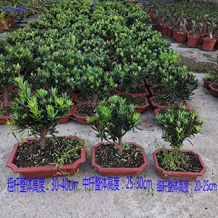 罗汉松树苗 室内阳台观叶盆景树桩 四季 常青 雀舌小叶罗汉松盆景