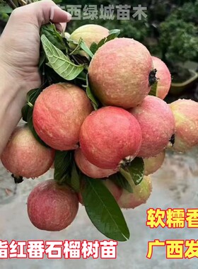 四季胭脂红番石榴树苗当年结果