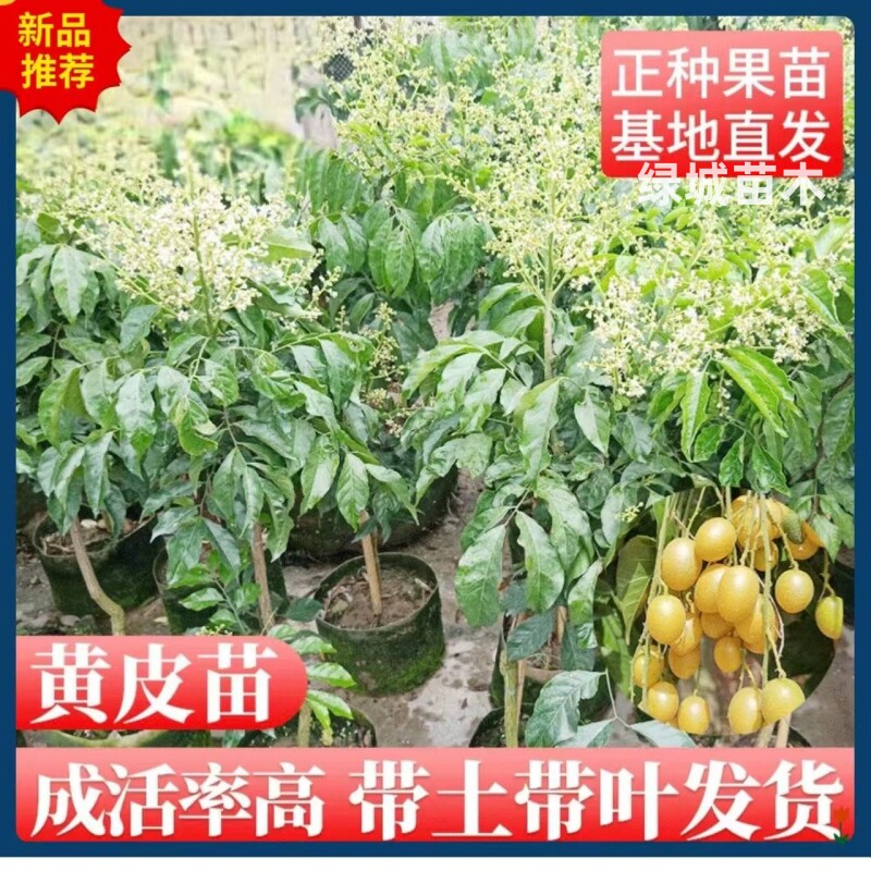 广西黑皮鸡心黄皮果树果苗嫁接纯甜无核黄皮盆栽地栽当年结果树苗