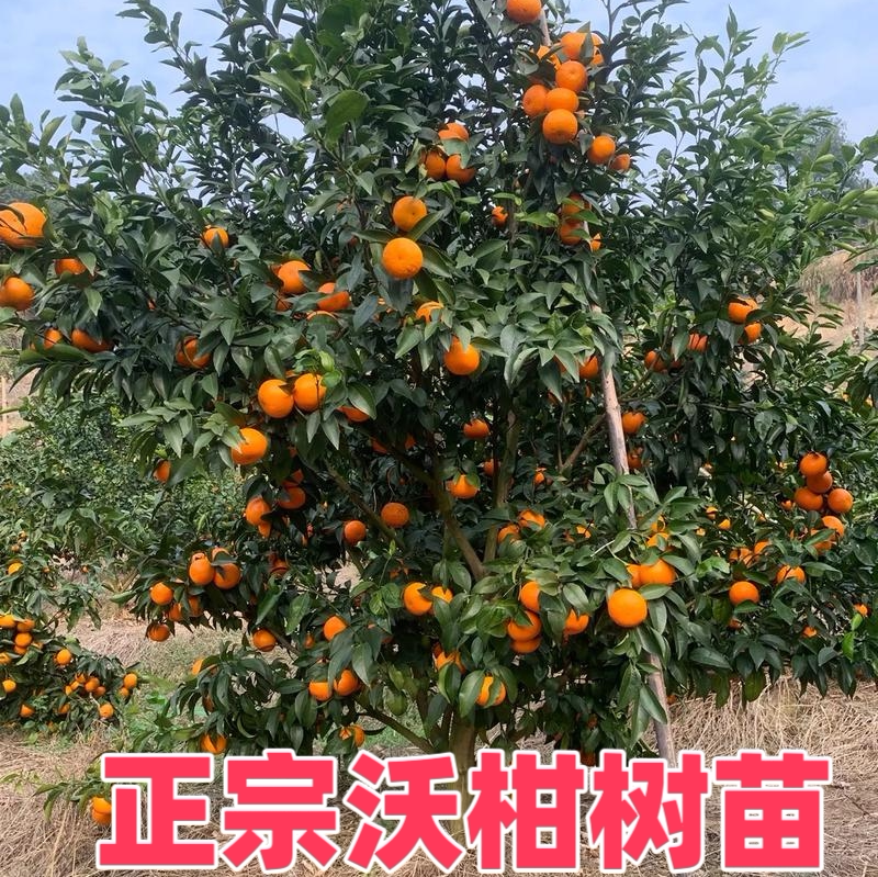 正宗无核沃柑树苗嫁接广西武鸣0柠檬/柑橘类盆栽