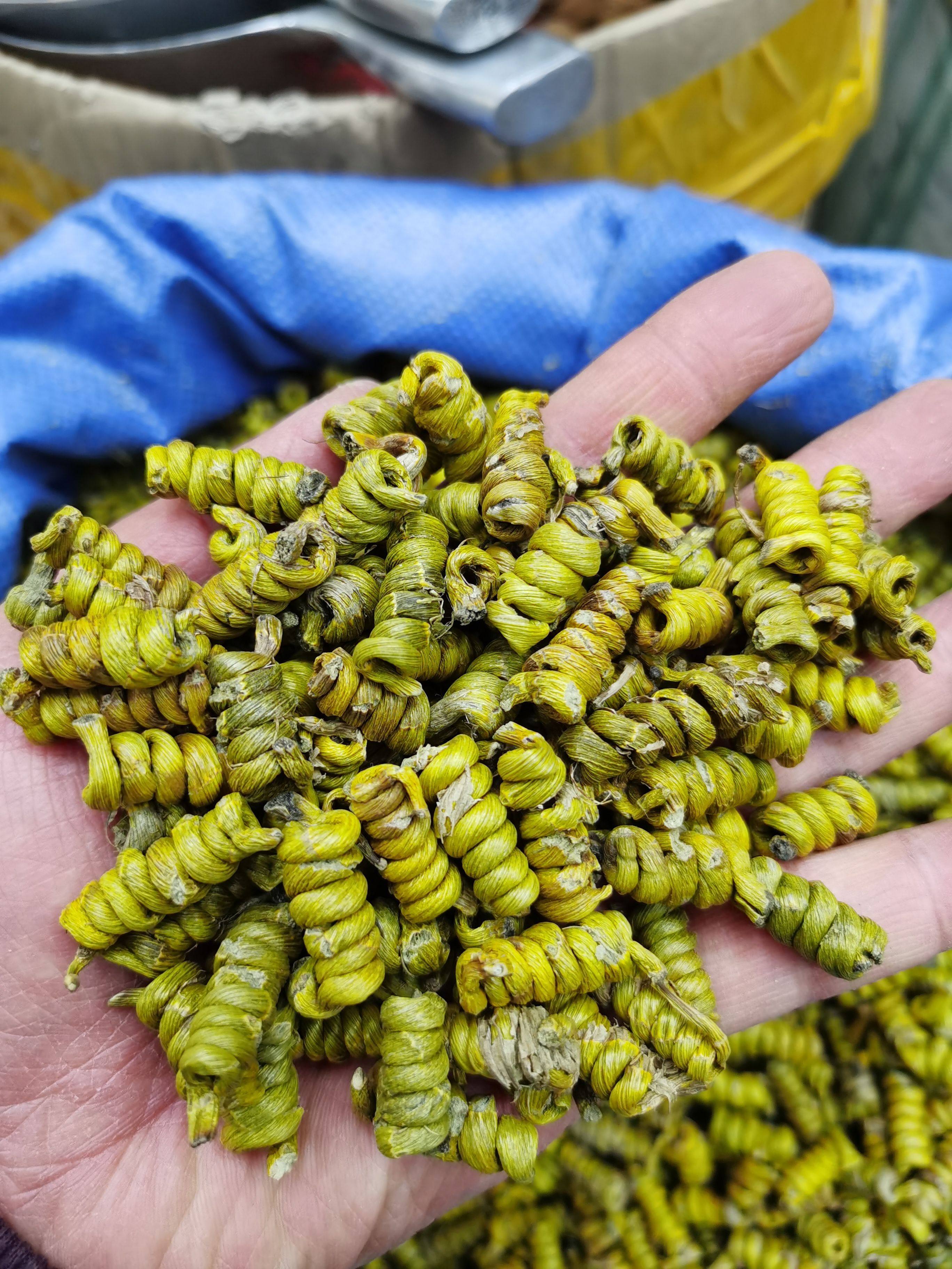 霍山石斛铁皮石斛铁皮枫斗龙头凤尾米斛10克9.9包邮买三送一