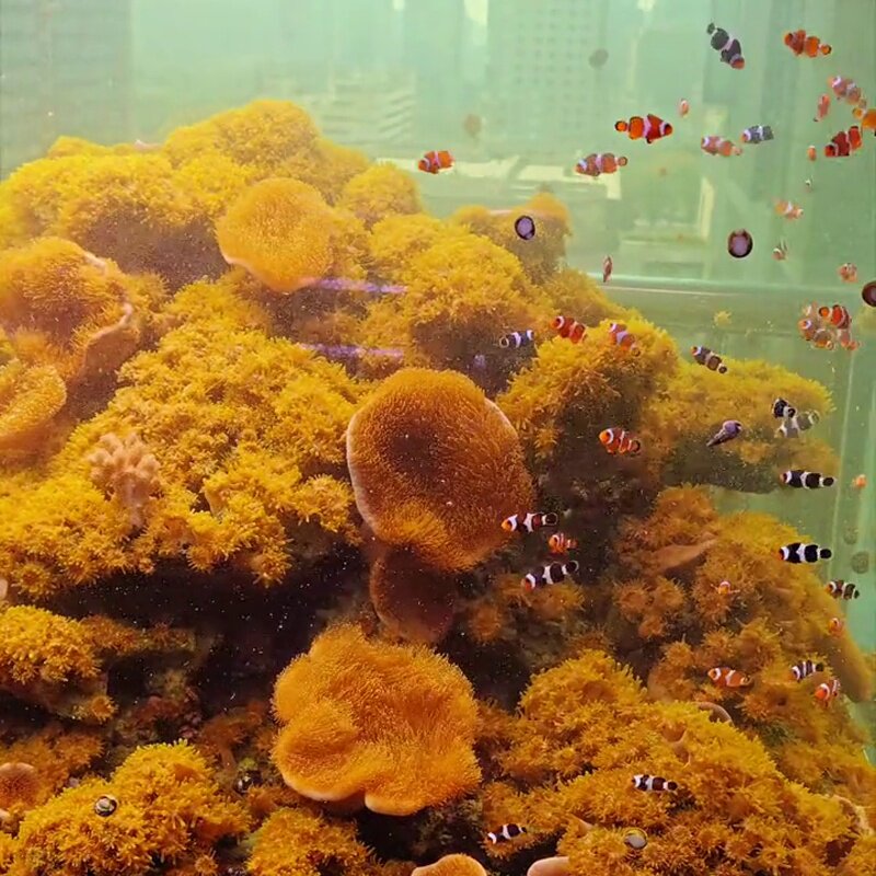 【50个】马伽侬海葵马家农荧光绿海葵纽扣海葵软体lps马加农海葵