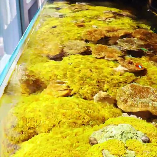 【50个】马伽侬海葵马家农荧光绿海葵纽扣海葵软体lps净化珊瑚