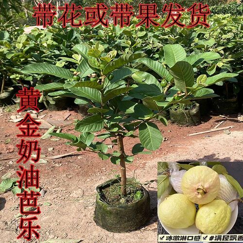 带花带果黄金奶芭乐果树苗矮化盆栽地栽南北方四季种植当年结果