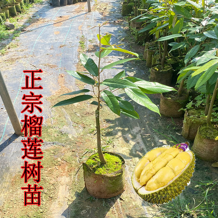正宗嫁接榴莲树苗南方栽