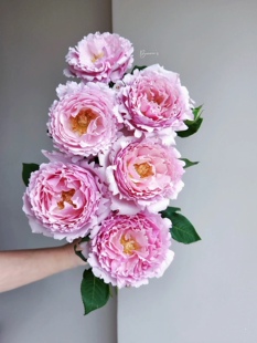 桃花岛 玫瑰直播链接