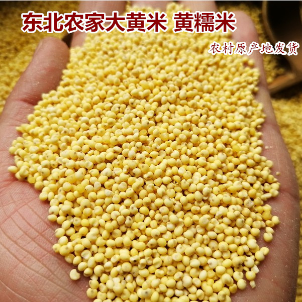 东北农家大黄米5斤 黄糯米糯小米黏黄米粽子米自产粘大黄米