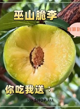 巫山脆李三峡库区长江边向上海拔300以下空运包邮超大果礼盒