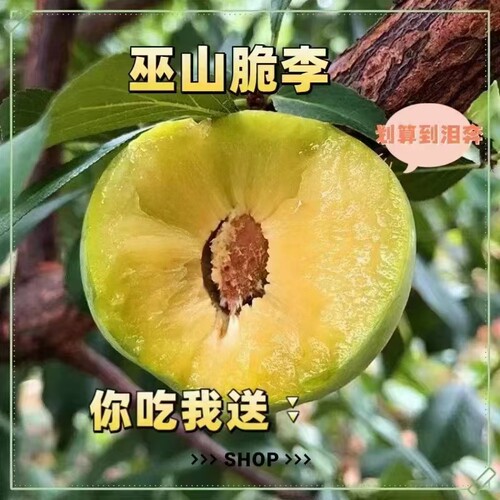 巫山脆李三峡库区长江边向上海拔300以下空运包邮超大果礼盒