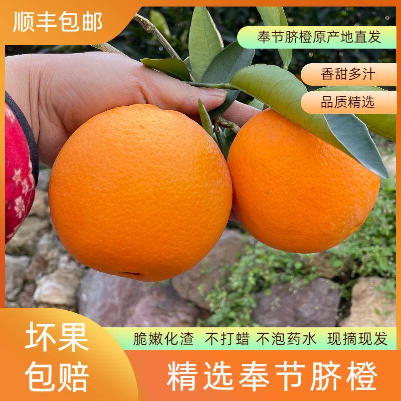 奉节脐橙奉园72-1新鲜采摘顺橙
