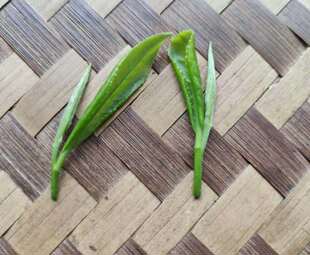 自有茶场春茶明前高海拔