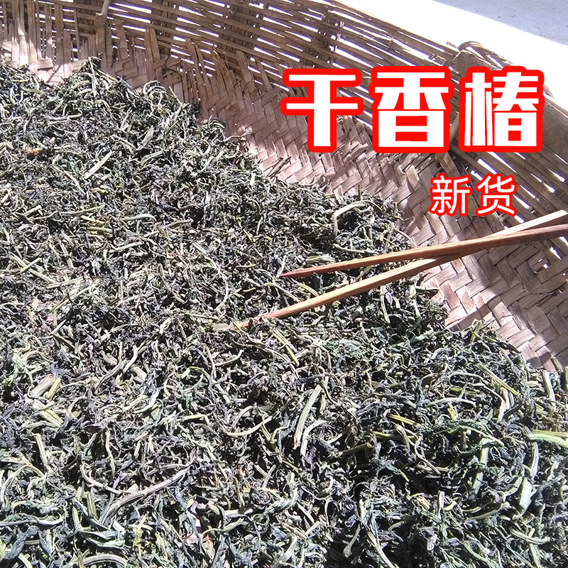 秦岭干香椿陕西汉中2024