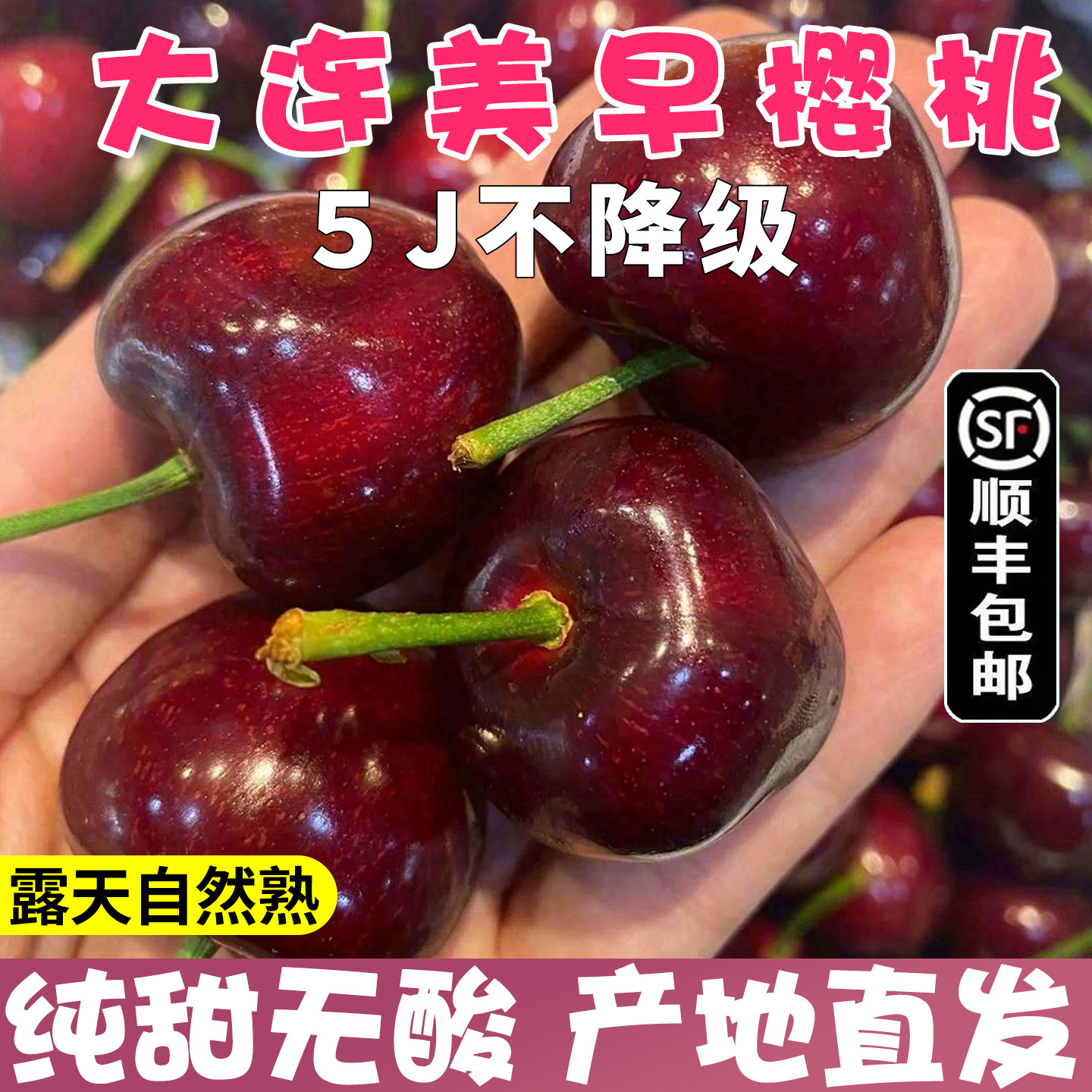 樱桃大连樱桃美早5J大樱桃新鲜大连旅顺老铁山特大现摘顺丰包邮