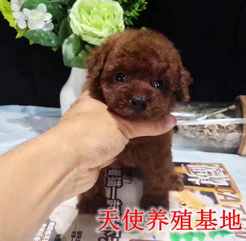 韩系泰迪犬狗活体幼犬 贵宾犬迷你玩具型茶杯红灰泰迪热买IIII