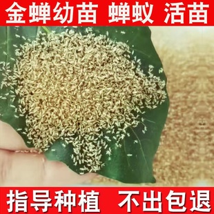 金蝉幼苗爬叉种子优质蝉蚁活体幼虫养殖批发孵化种蝉苗知了猴卵枝