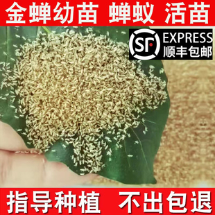 金蝉幼苗爬叉种子优质蝉蚁活体幼虫养殖批发孵化种蝉苗知了猴卵枝