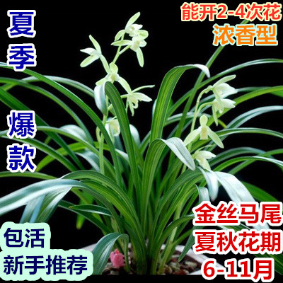 【原盆原土】兰花建兰四季兰金丝马尾爪带花苞浓香盆栽好养