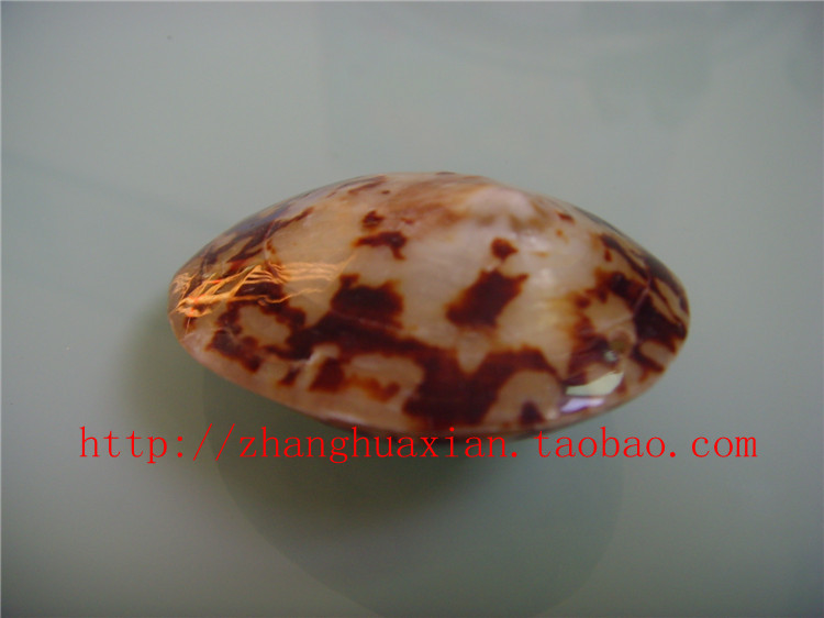 天然龟蛋贝 玳瑁螺 海螺花纹漂亮 鱼缸 地台 装饰 收藏 4-6CM