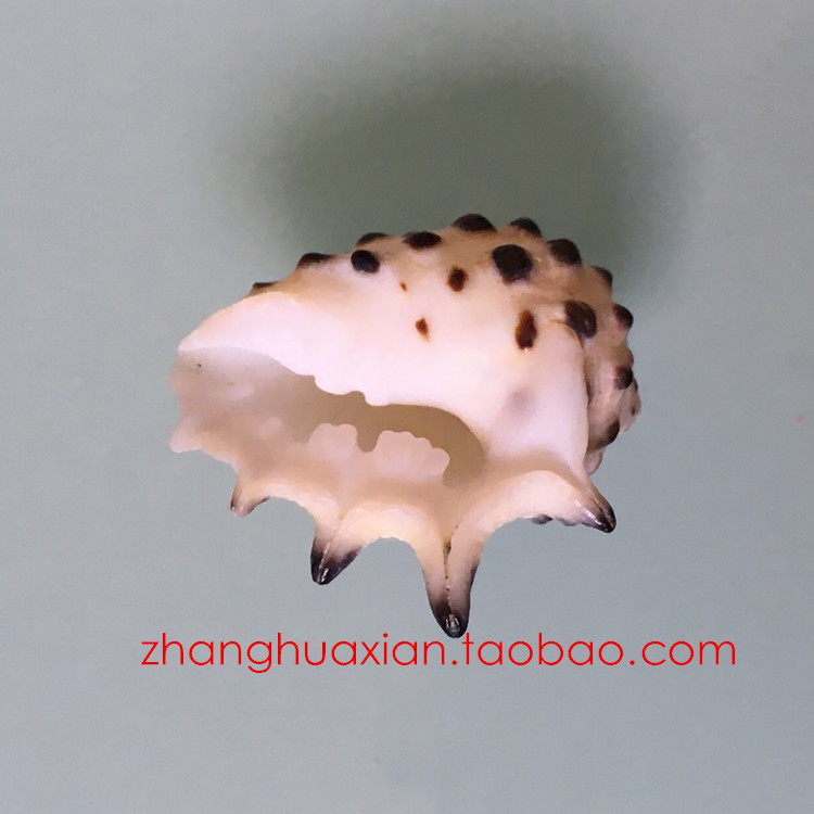 特价天然海螺贝壳 带刺花冠螺 标本螺 黄齿岩螺 收藏 装饰2-3厘米