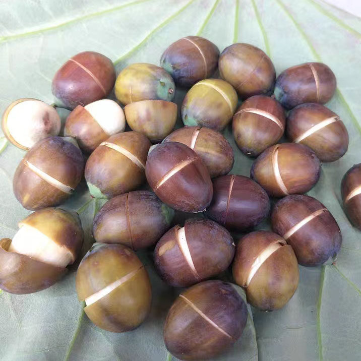 带壳老莲子米新鲜煮粥煲汤湖南湘莲现摘4斤包邮酱褐色成熟可开口
