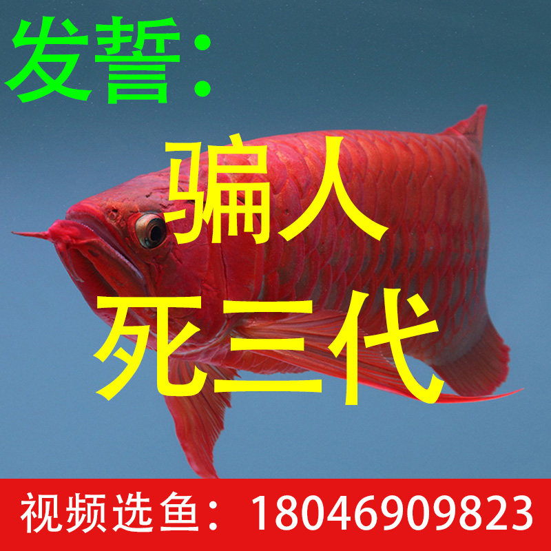 金龙鱼活鱼 印尼辣椒红龙小鱼苗活鱼苗幼小高背金龙鱼观赏鱼活体