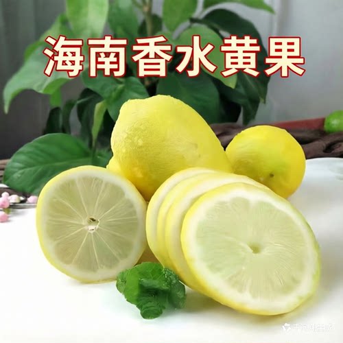 海南香水柠檬黄柠檬新鲜奶茶店用