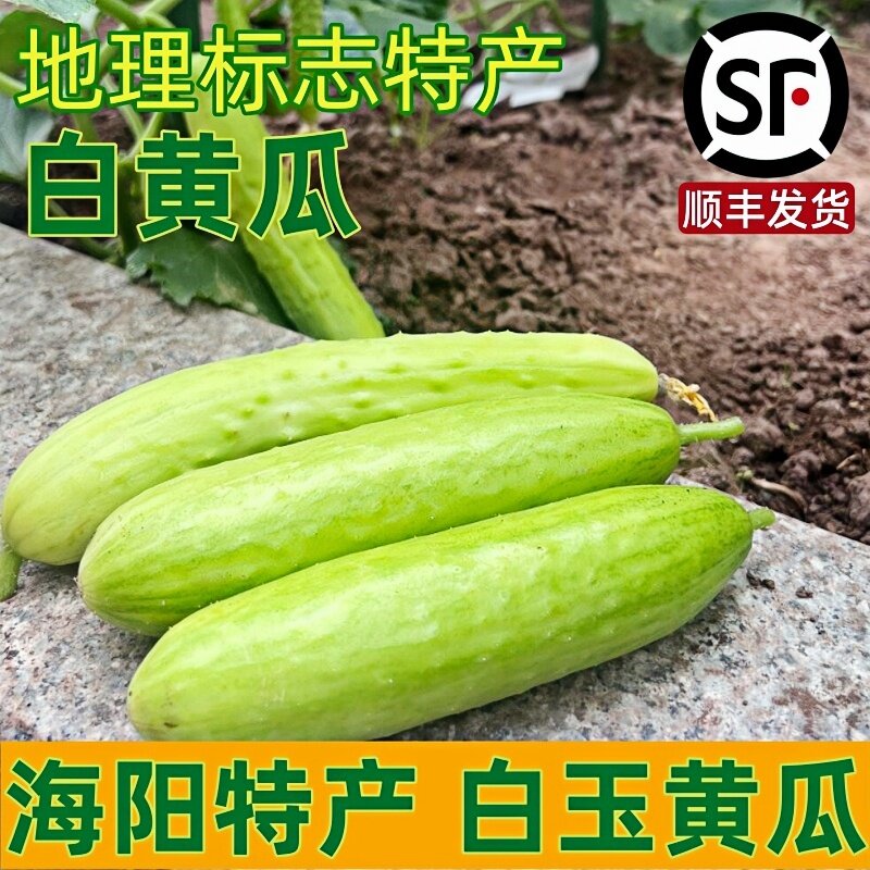 山东特产海阳白玉黄瓜顺丰包邮图片