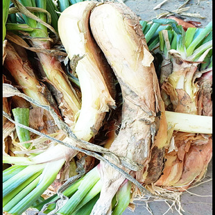 陕北山地红葱新红葱旱地红皮葱结婚双头葱炖羊肉炒菜新鲜双根葱