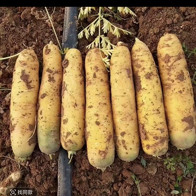 2025陕北新鲜黄萝卜新鲜萝卜黄心萝卜生吃包饺子包子馅料