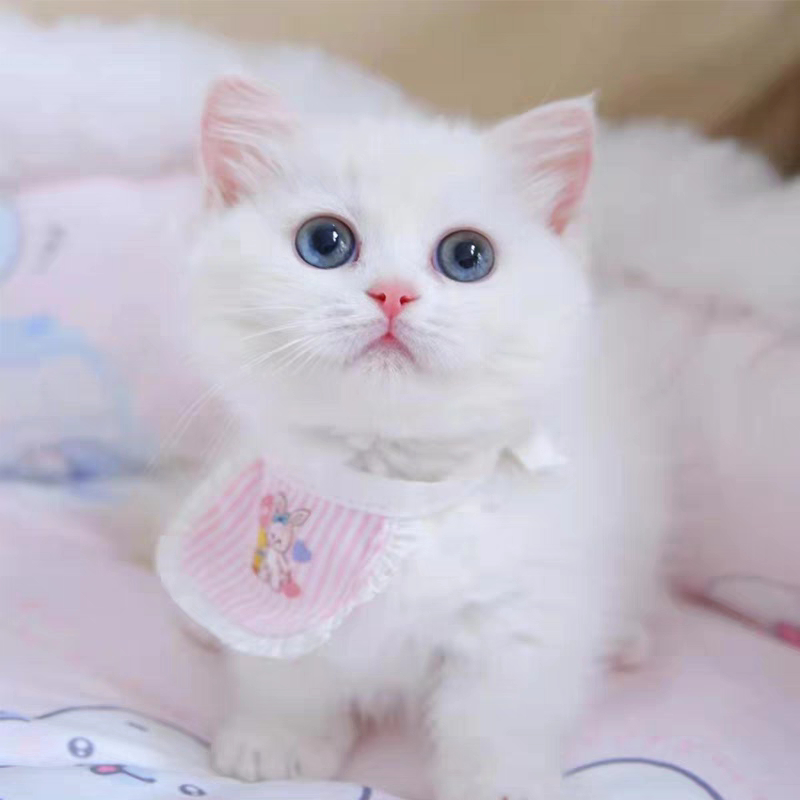蓝金渐层曼基康矮脚幼猫纯种宠物猫咪活体拿破仑短腿长不大小猫崽