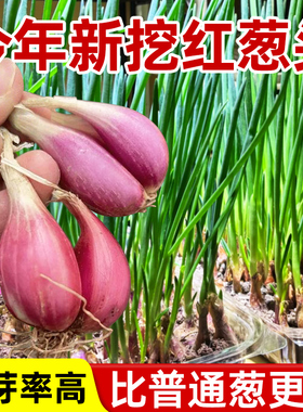 香葱种头小葱红葱头种盆栽阳台室内外种植四季蔬菜种籽孑火葱种子