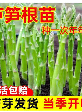 现挖新芦笋根苗四季种植蔬菜苗食用田园秧苗阳台盆栽庭院芦笋种籽