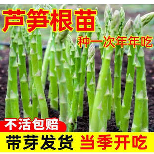 现挖新芦笋根苗四季种植蔬菜苗食用田园秧苗阳台盆栽庭院芦笋种籽