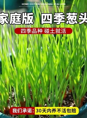 四川红葱头香葱种头室内外种植四季蔬菜种籽小葱火葱种子阳台盆栽